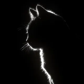Muhammad Harits Fahrizal Profile Cat